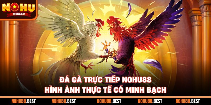 Đá Gà Trực Tiếp Nohu88 Hình Ảnh Thực Tế Có Minh Bạch