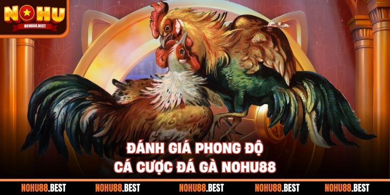 Đánh giá phong độ cá cược đá gà Nohu88