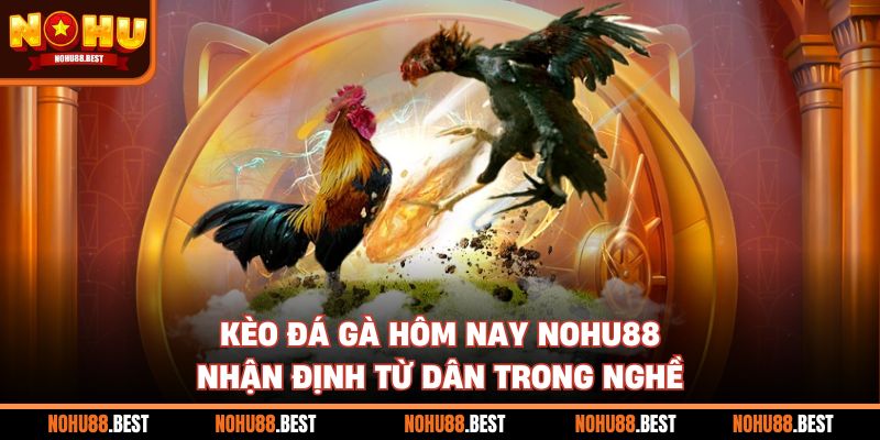 Kèo Đá Gà Hôm Nay Nohu88 Nhận Định Từ Dân Trong Nghề