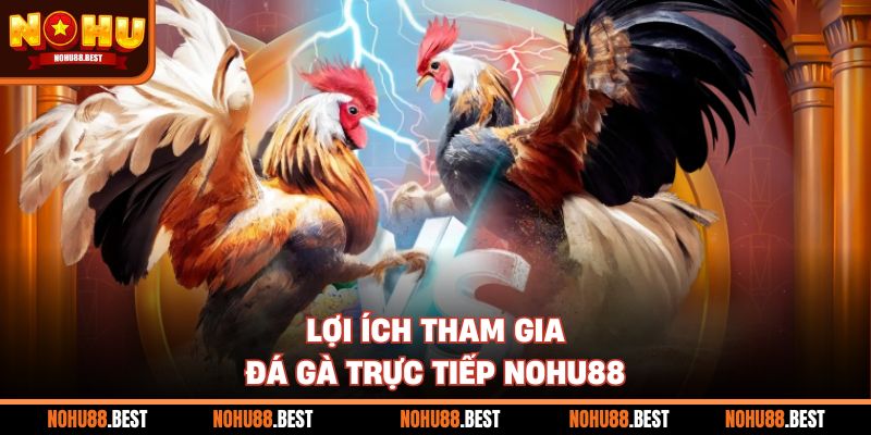 Lợi ích tham gia đá gà trực tiếp Nohu88