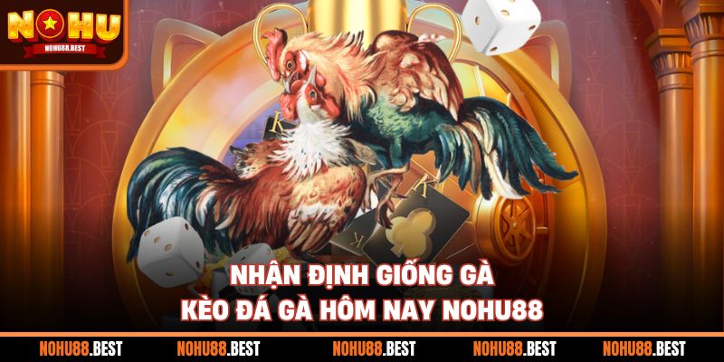 Nhận định giống gà kèo đá gà hôm nay Nohu88